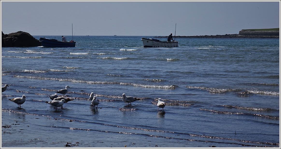 Die Möwen hoffen auf den restlichen Abfall der Fischerboote, leider vergebens, denn damit werden nun Besucher bei Flut nach St.Michael's Mont gefahren.
(18.05.2014)
