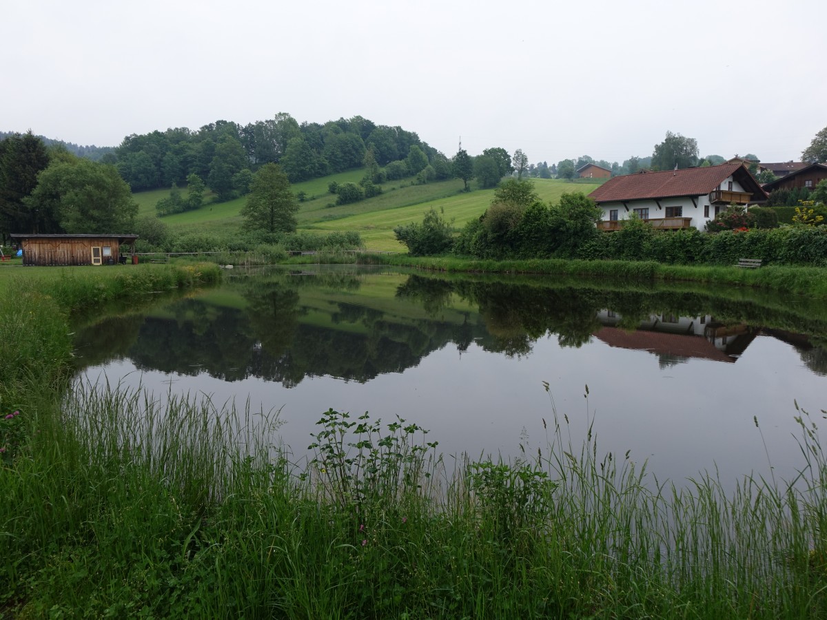 Dorfweiher von Marchetsreut im Bayr. Wald (24.05.2015)