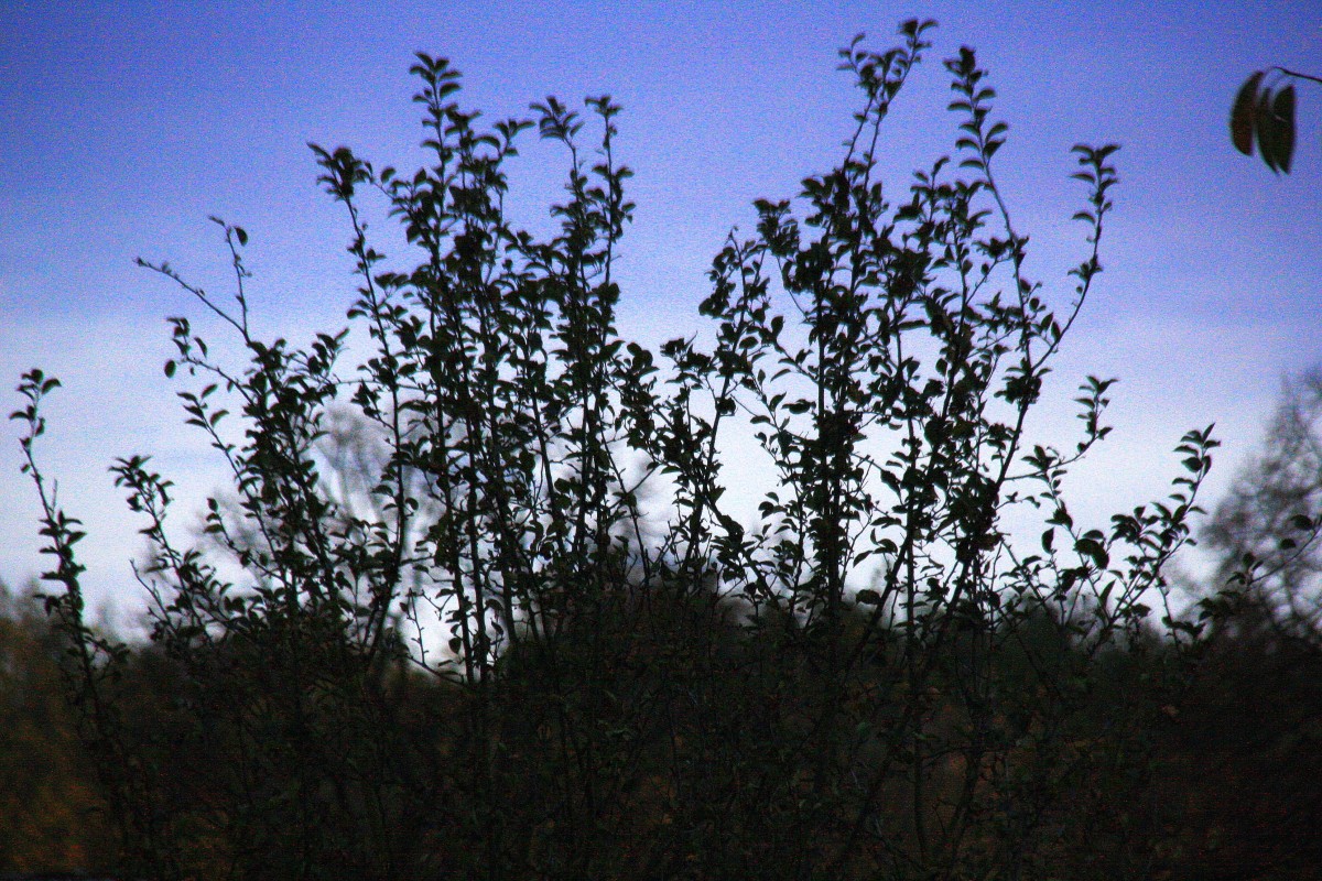 Ein Apfelbaum im Garten in Kohlscheid-Bank in der Abendstimmung am Abend vom 11.11.2013.