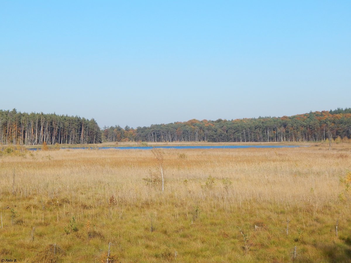 Eine herrliche Sumpflandschaft im Müritz-Nationalpark. Aufgenommen am 14.10.2018 bei Zinow.