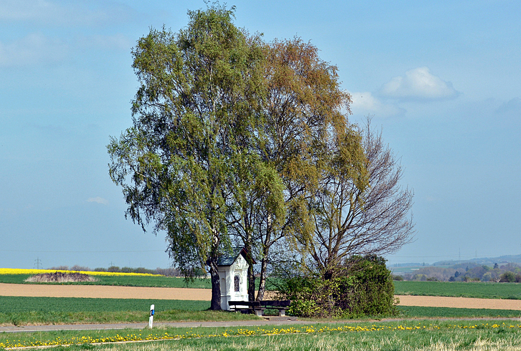 Einzelbaum mit  Heiligenhäuschen  (je nach Region u.a. auch Marterl, Bildstock, Betsäule usw. genannt) vor Holzweiler (Landkreis Ahrweiler) - 14.02.2014