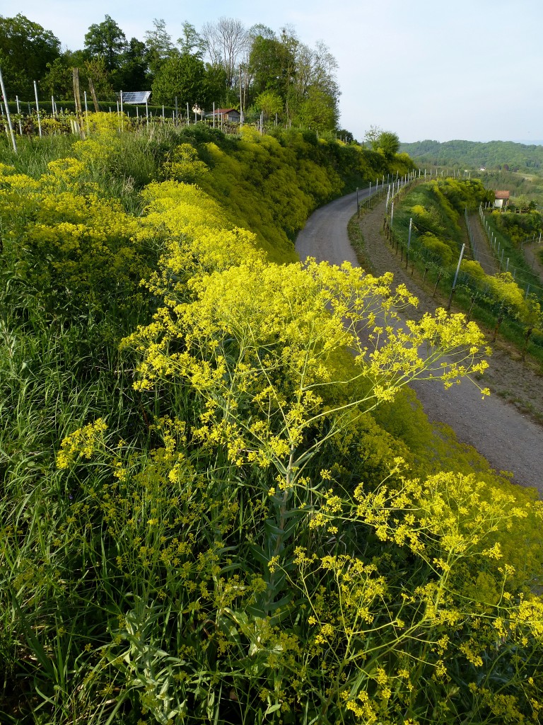 Frberwaid, in leutendem Gelb an den Weinbergterrassen im Kaiserstuhl, die verwilderte Nutzpflanze wurde frher zur Herstellung blauer Farbe angebaut, April 2015