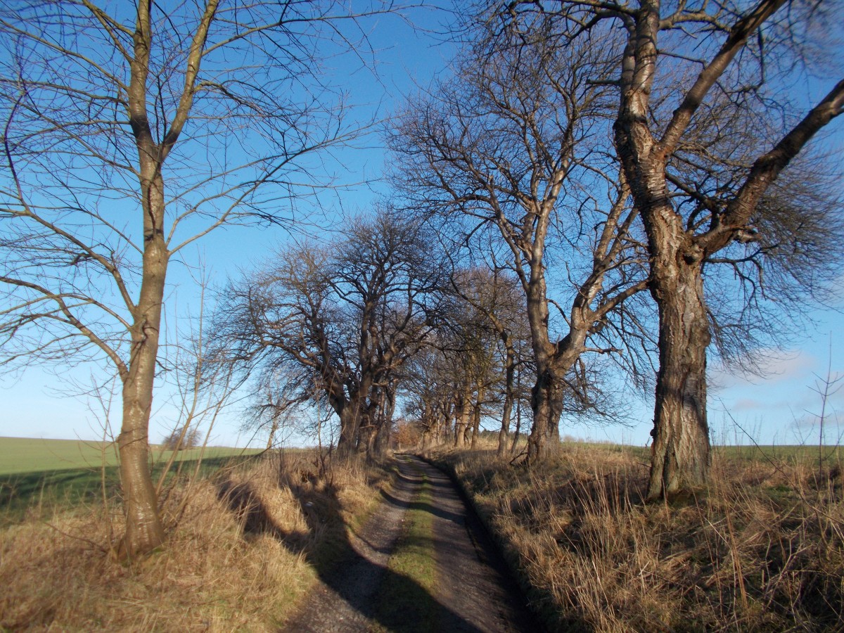 Feldweg zur Insel Pulitz,am 10.Februar 2015,bei Stedar.