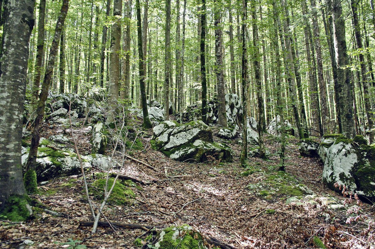 Felsenmeer im Wald am Slavica-Fluss in Slowenien. Aufnahme: 2. August 2016.