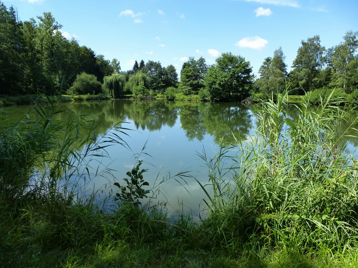 Fischweiher in der Rheinebene bei Neuershausen, Juli 2014
