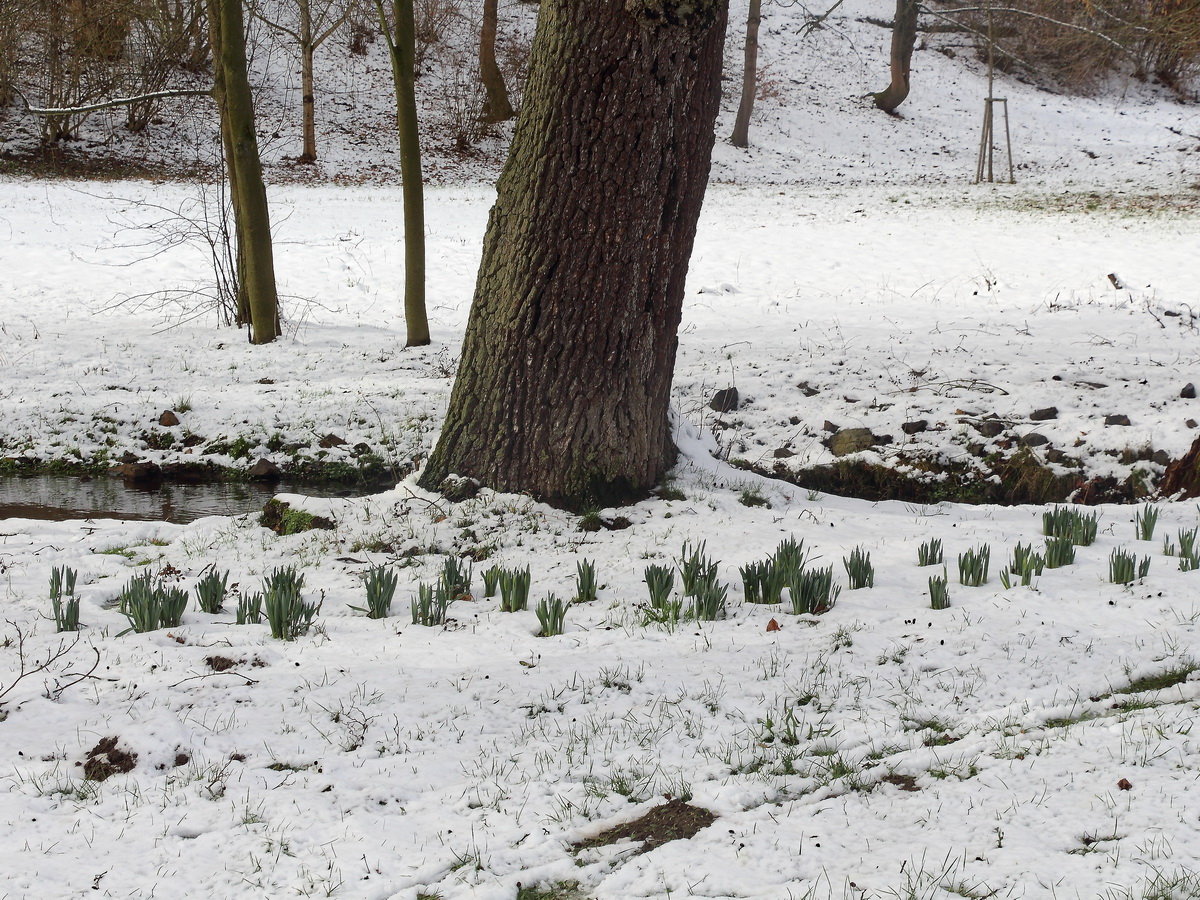 Frühjahrsblüher am 28. Februar 2020 im Park von Marienbad.