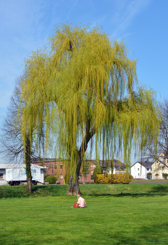  Frühlingserwachen  bei Mensch und Natur - Mädchen auf der Wiese und Weide genießen die wärmende Sonne bei der Erftaue in Euskirchen - 11.04.2016