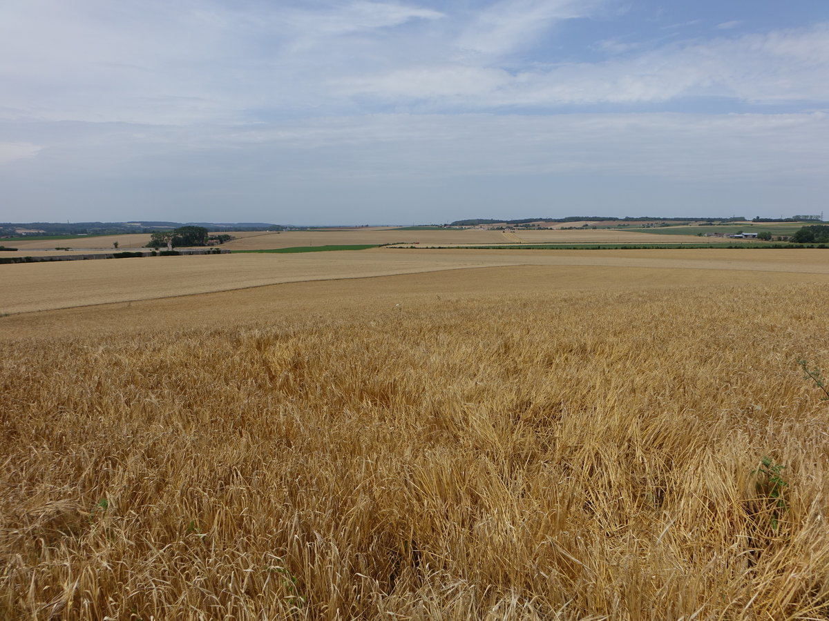 Getreidefelder bei Ingrandes, Dep. Vienne (08.07.2017)