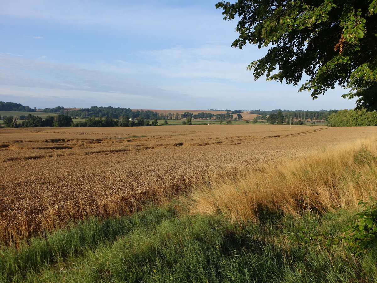 Getreidefelder bei Reszel / Rößel in Ostpreußen (04.08.2021)