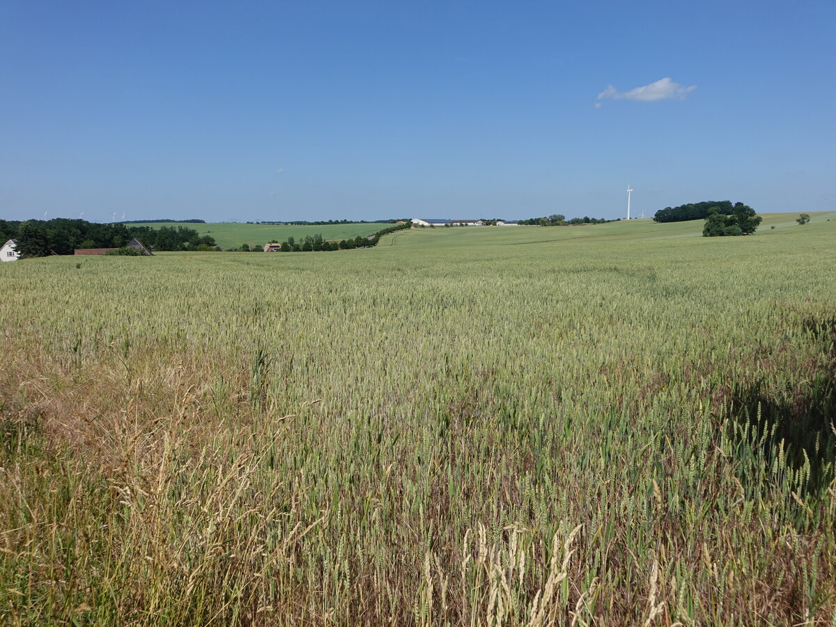Getreidefelder im Sprottental bei Heukewalde (24.06.2023)