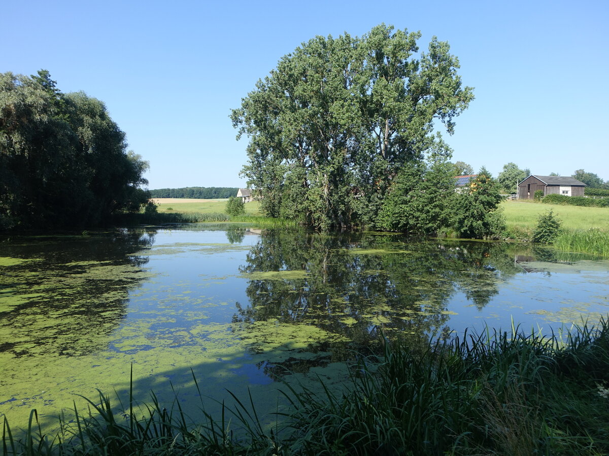 Großer Teich bei Rußdorf, Landkreis Zwickau (25.06.2023)