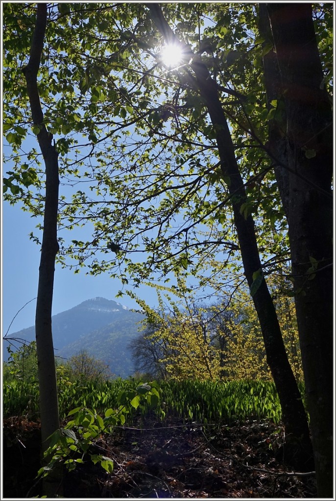 Grüne Blätter sorgen für ein besonderes Sonnenlicht im Valle Vigezzo 
(14.04.2014)
