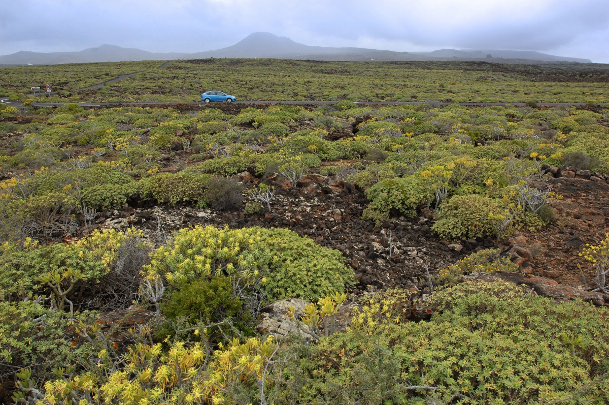 Grüne vulkanische Landschaft auf Lanzarote. Aufnahme: April 2011.