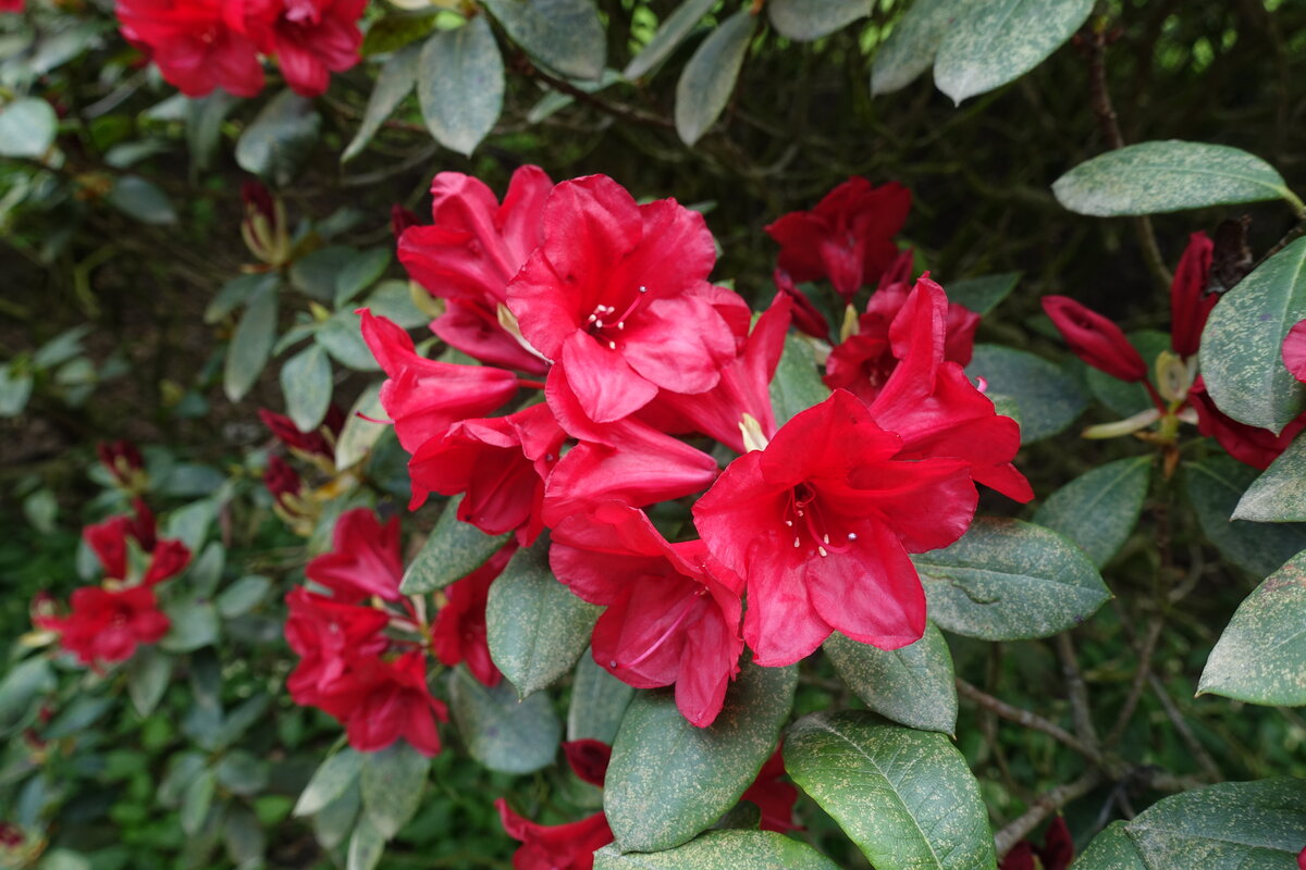 Hamburg am 10.5.2021: Rhododendron im Stadtpark im Stadtteil Winterhude /