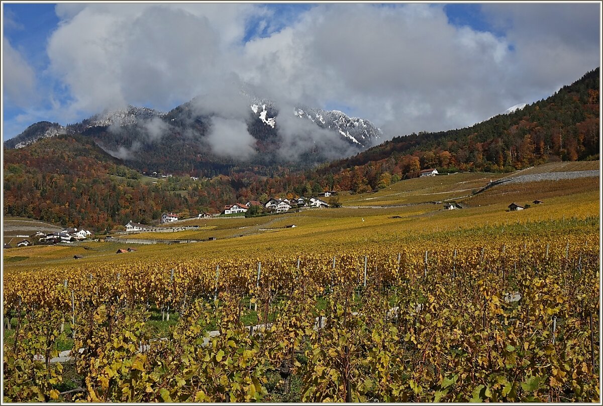 Herbst in der Weinregion Le Chablais, bei Aigle
(27.10.2020)