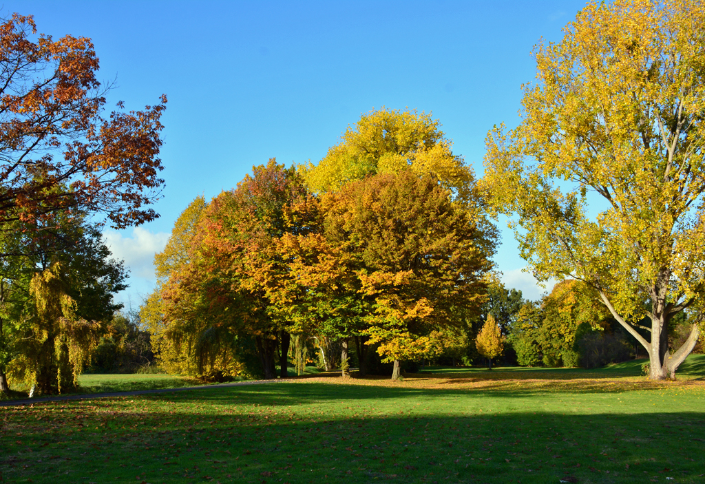 Herbstbäume in der Erftaue Euskirchen - 29.10.2016