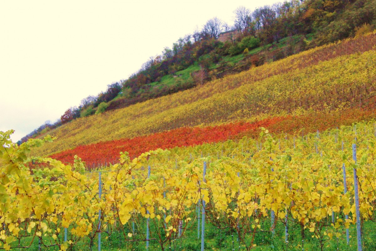 Herbstlicher Weinberg in der Nähe von Zeil am Main,Lkr. Haßberge,fotografiert am 10.11.2013