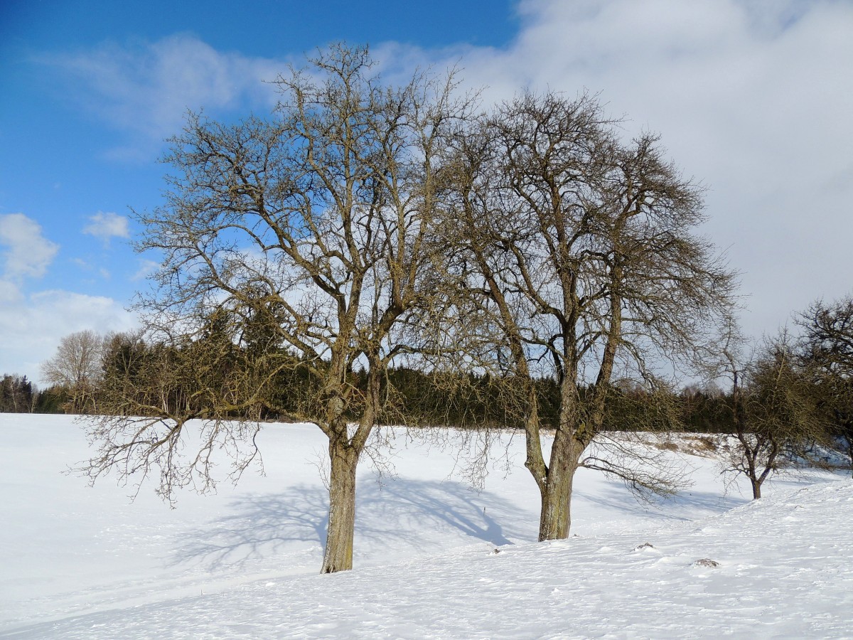 Kahle Obstbäume werfen ihre Schatten auf die winterliche Schneelandschaft bei Hohenzell; 150208
