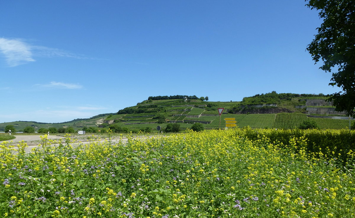 Kaiserstuhl, Blick auf den Winklerberg am Sd-West-Zipfel des Kaiserstuhls, gehrt zu den besten Weinlagen in der Region, Juni 2017