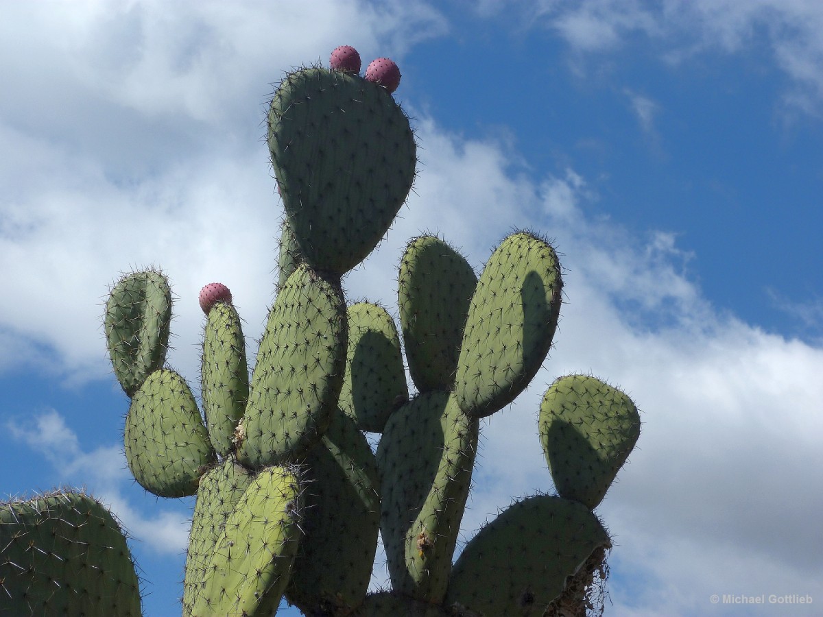 Kakteen im Botanischen Garten "Jardim Botanico" in
