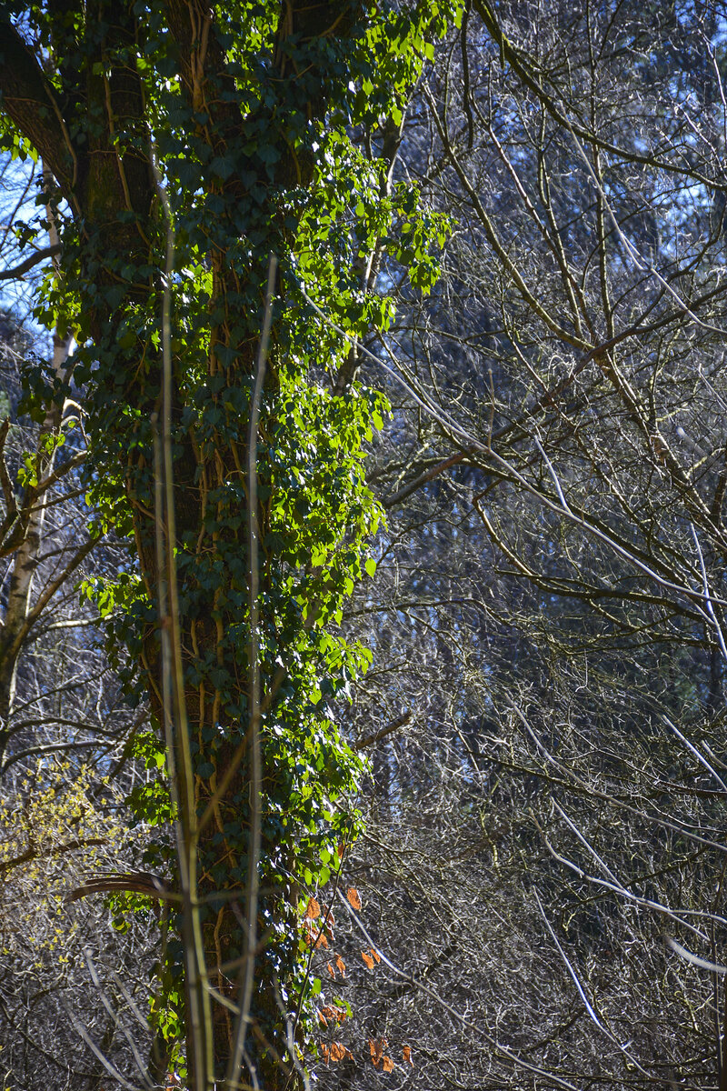 Kletterpflanze wächst auf einem Baum in den Fröruper Bergen südlich von Flensburg. Aufnahme: 27. Februar 2022.