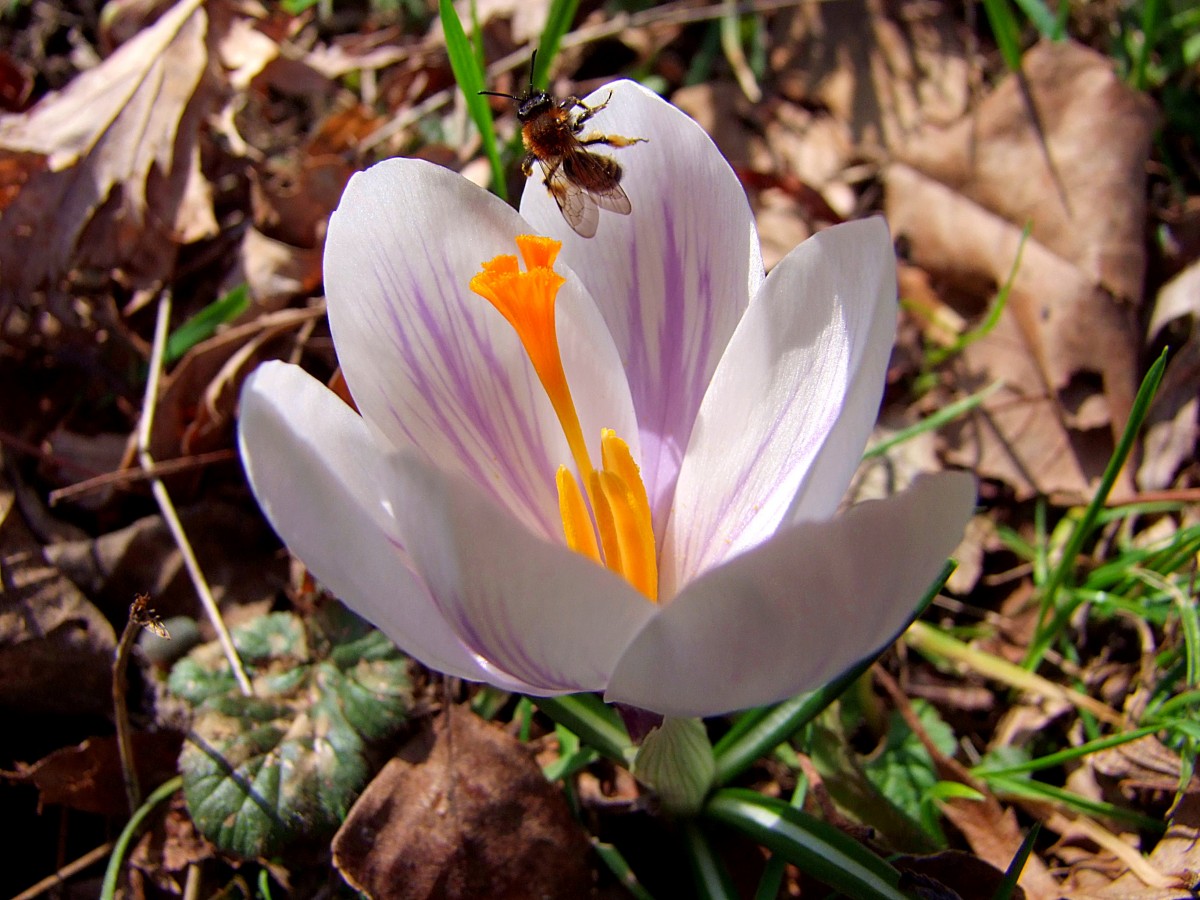Krokusblüte hatte Besuch von einer emsigen Biene; 140309