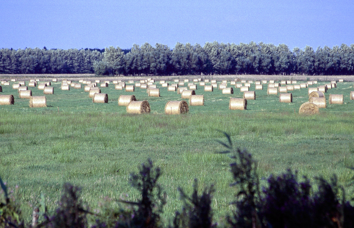 Landschaft an der B 105 zwischen Stralsund und Greifswald. Bild vom Dia. Aufnahme: August 2001.