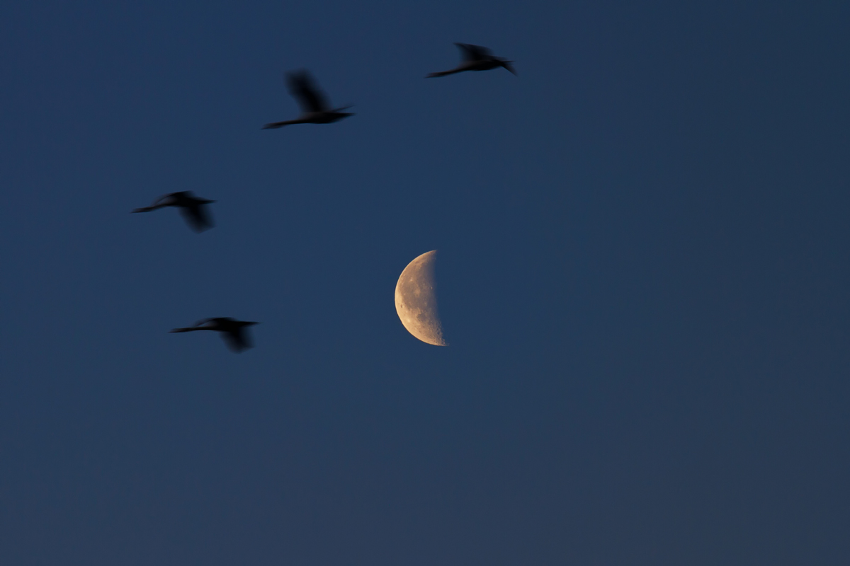 Lautstark flogen Gänse am frühen Morgen am abnehmenden Mond vorbei. - 23.02.2014