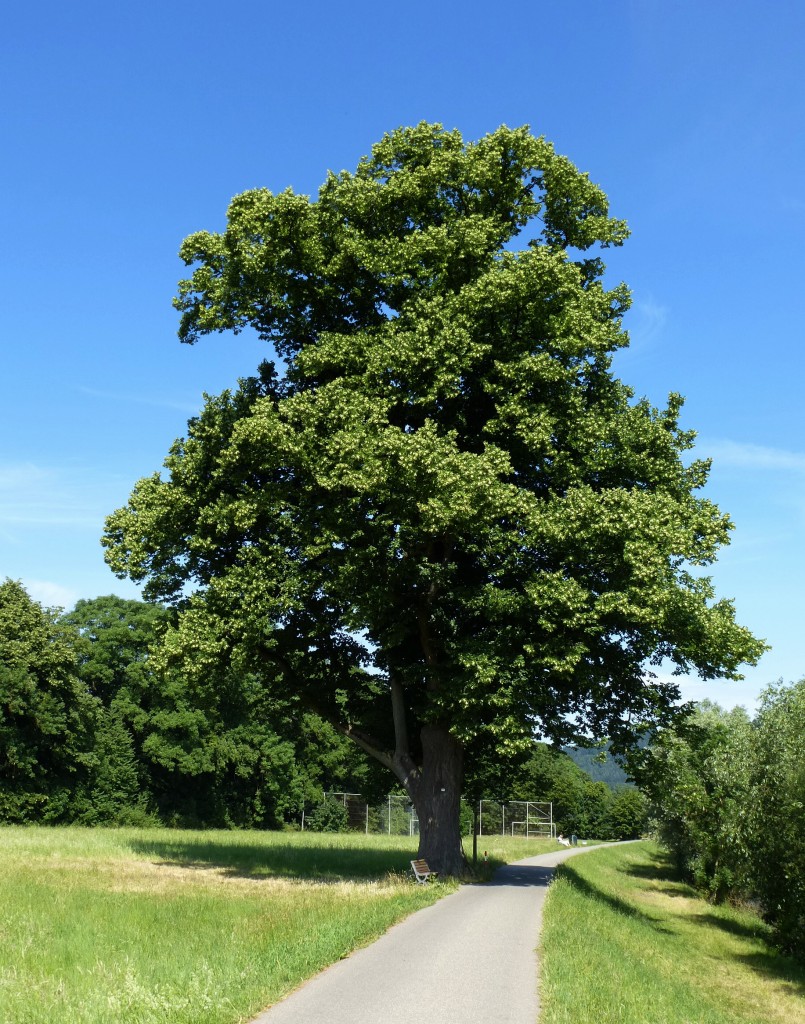 mchtiger Lindenbaum im Dreisamtal/Schwarzwald, Juni 2014
