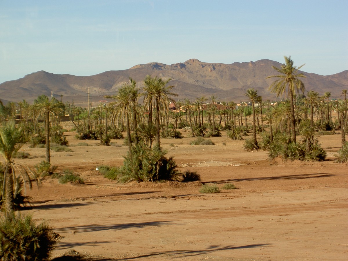 Palmenhain bei Marrakesch an der N8 (21.12.2013)