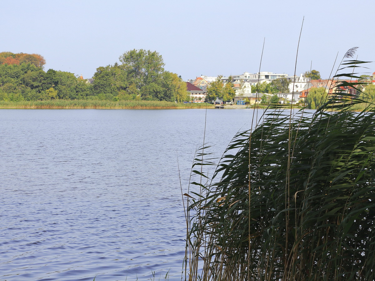 Pflanzen am Ufer des Schloonsee am 29. August 2019. 