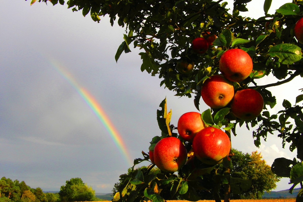 Regenbogen und reife Äpfel am  Weinberg  bei Bischwind a.R., aufgenommen am 1.10.2014