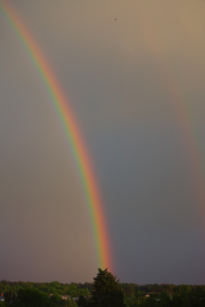 Regenbogen steigt scheinbar hinter einer Tanne auf. - 11.05.2014