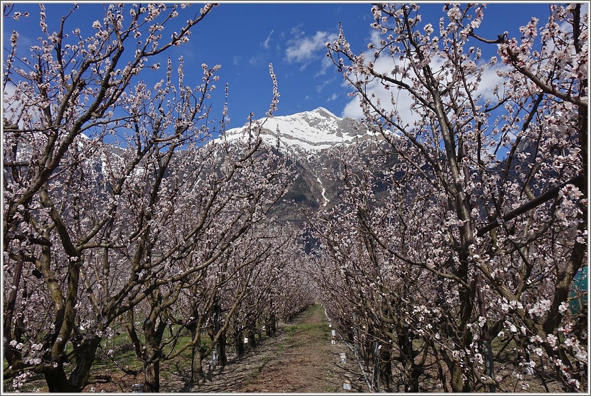 Reichlich Schnee hat es noch in den Bergen, aber im Tal-wie hier zwischen Martigny und Sion-erblühen bereits die Aprikosenbäume.
(04.04.2018)