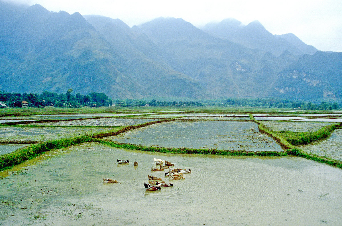 Reisfelder bei Mai Chau östlich von Hanoi. Bild vom Dia. Aufnahme: Januar 2001.