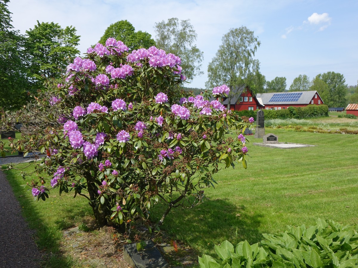 Rhododendron auf dem Friedhof von Svartra, Halland Läns (13.06.2015)