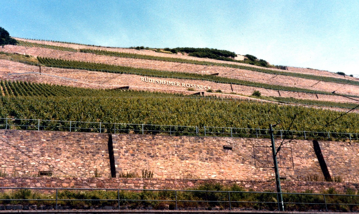 Rüdesheimer Berg Roseneck. Aufnahme: Juni 1984 (Bild vom Negativ).