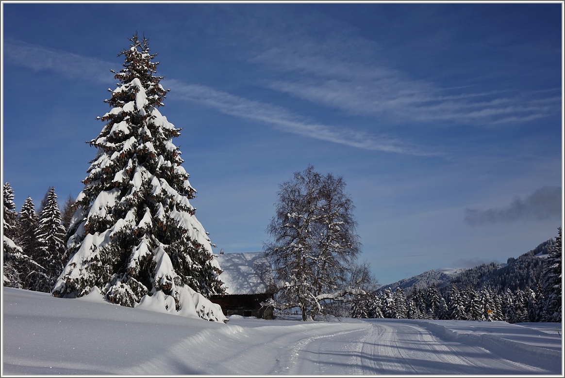 Schneeschuhwanderweg und Langlaufloipe führen an tiefverschneiten Bäumen vorbei.
(03.02.2015)