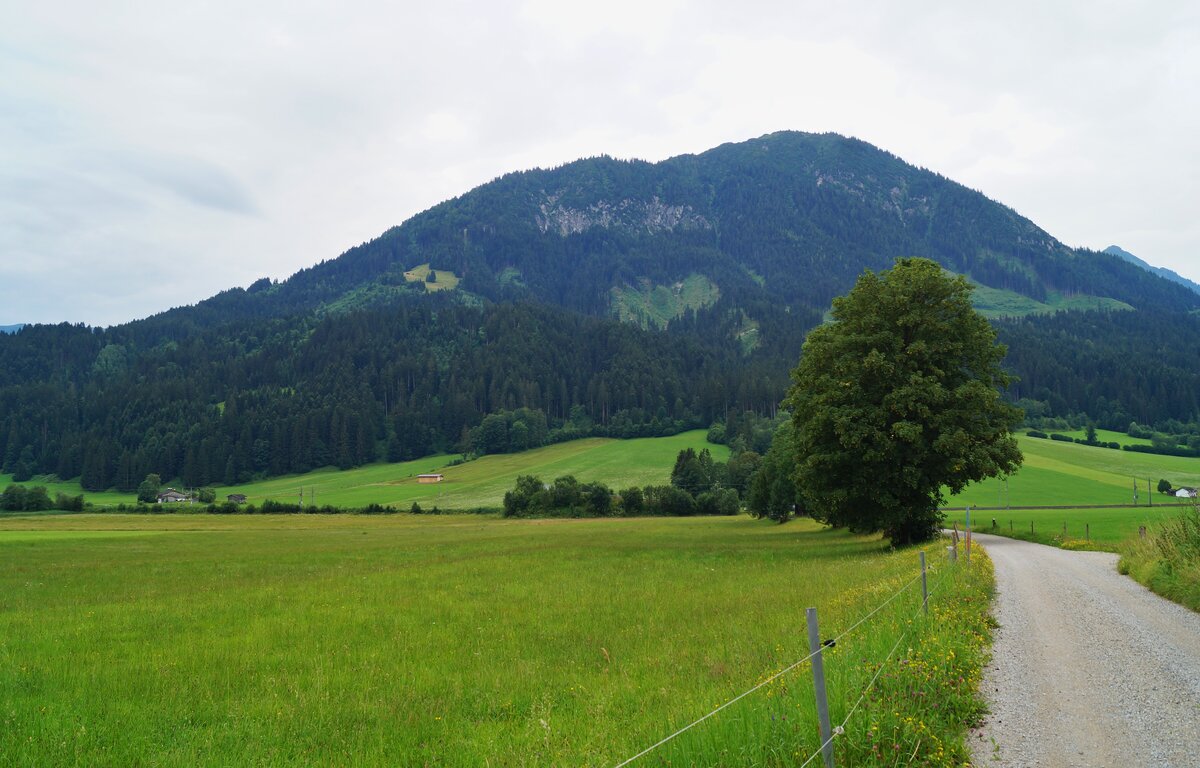 Sommerimpression aus dem Tiroler Brixental. Bei Kirchberg in Tirol sind die Wiesen feucht, was das Wachstum einzelner Sumpfblumen in den Kulturwiesen ermöglicht. Gesäumt wird der idyllische Schotterweg von Bergahornen. Aufgenommen am trüben 25.07.2020.