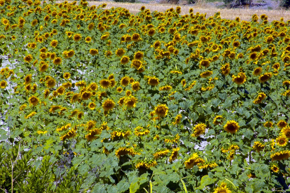 Sonnenblumenfeld bei Valle de Abdalajis. Aufnahme: Juli 2014.