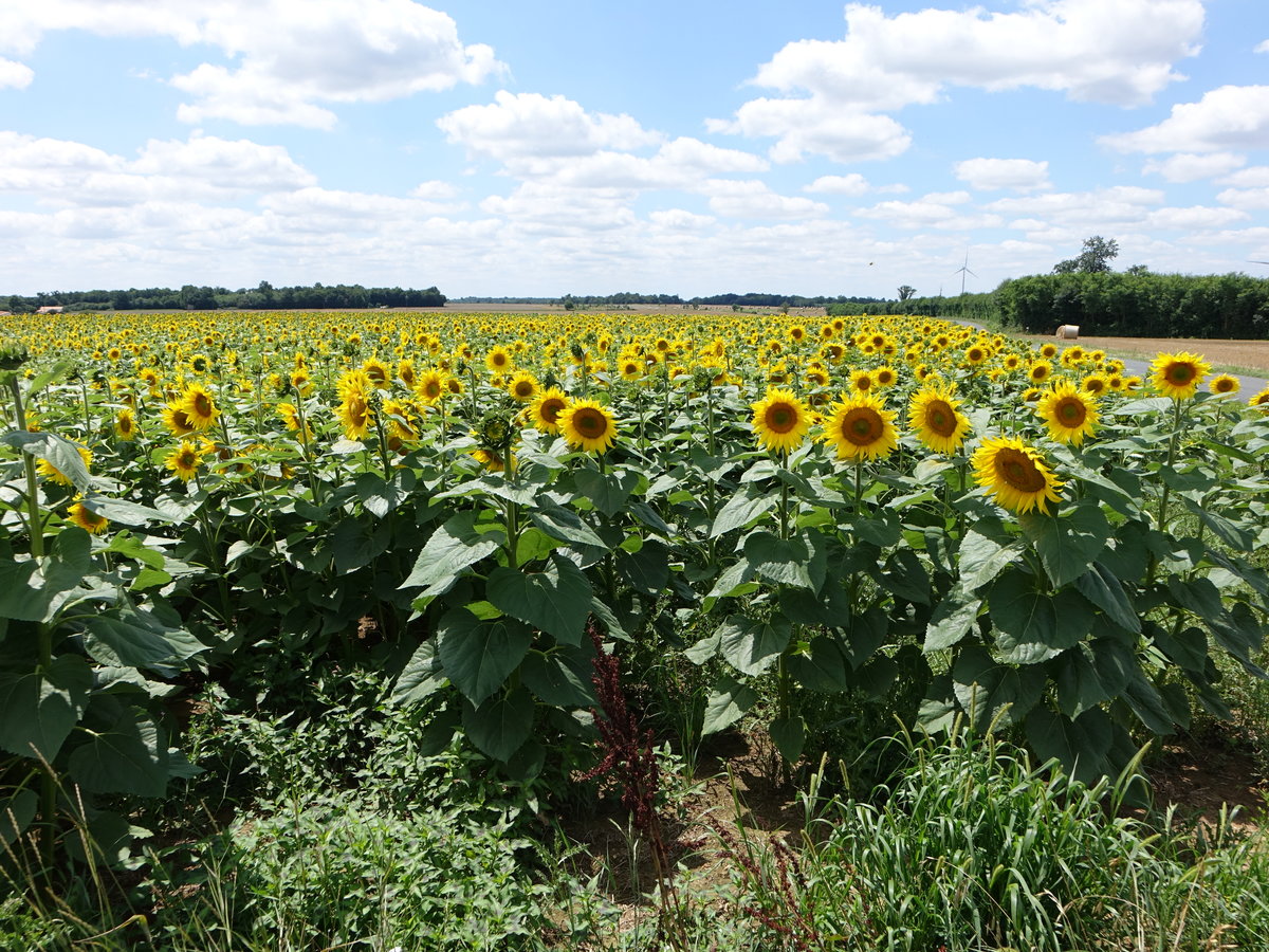 Sonnenblumenfelder bei Grenouille, Dept. Deux-Sèvres (14.07.2017)