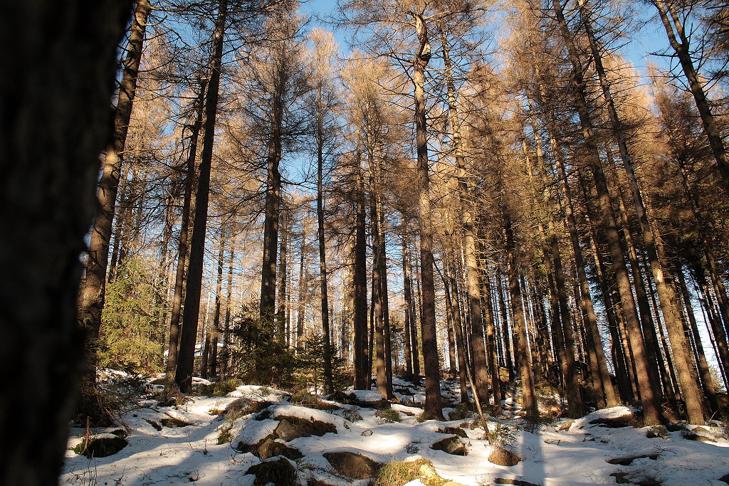 Sonnenlicht flutet in den winterlichen Wald der Achtermannshöhe; großflächig stirbt hier die ehemalige Fichtenmonokultur, aber zwischen den knorrigen sterbenden Bäumen schießt schon der Jungwald in die Höhe; Nachmittag des 12.12.2013 