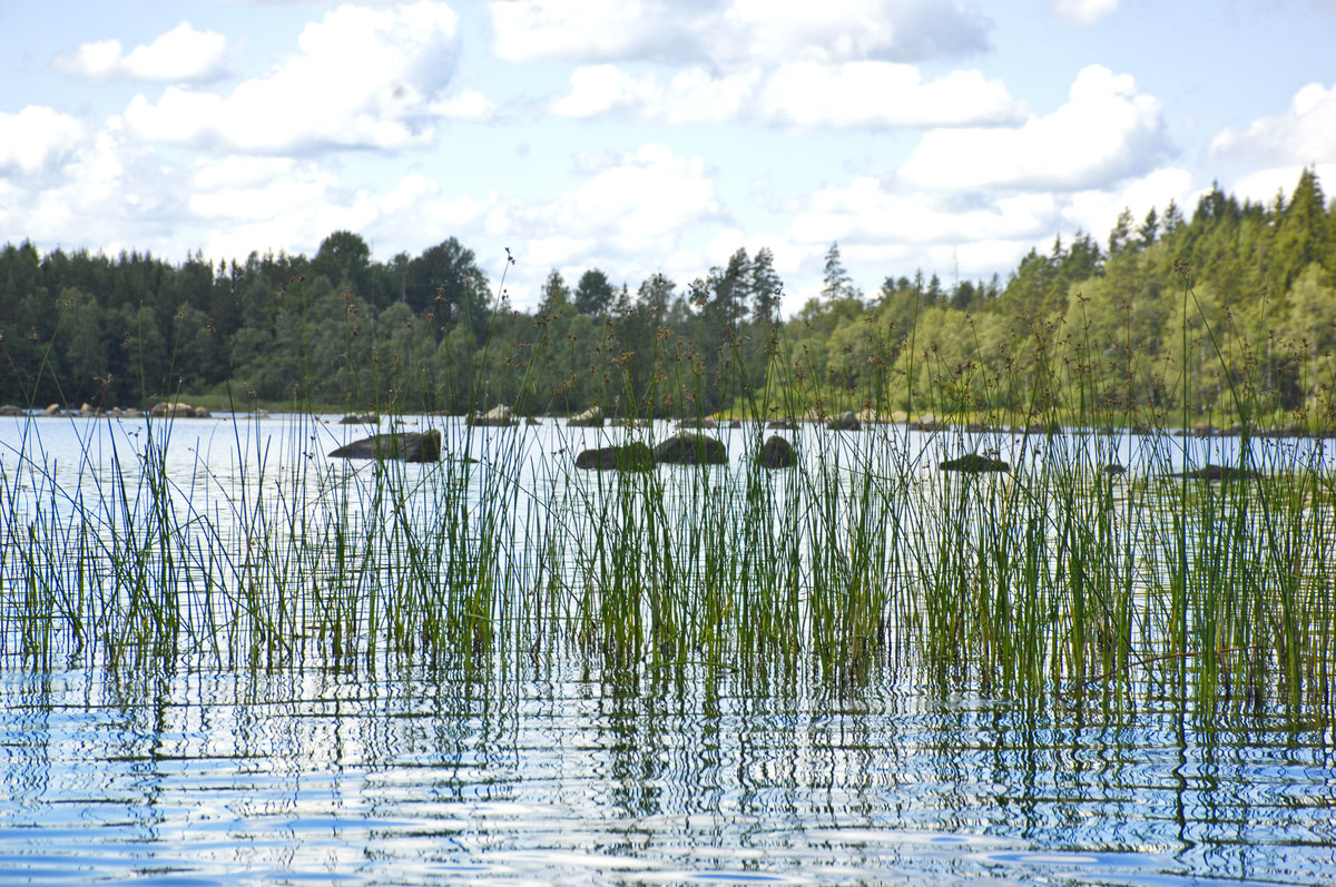 Steine und Schilf im See Ödevatten in Småland ion Schweden. Das Foto ist während einer Kayakfahrt aufgenommen.
Aufnahme: 18. Juli 2017.