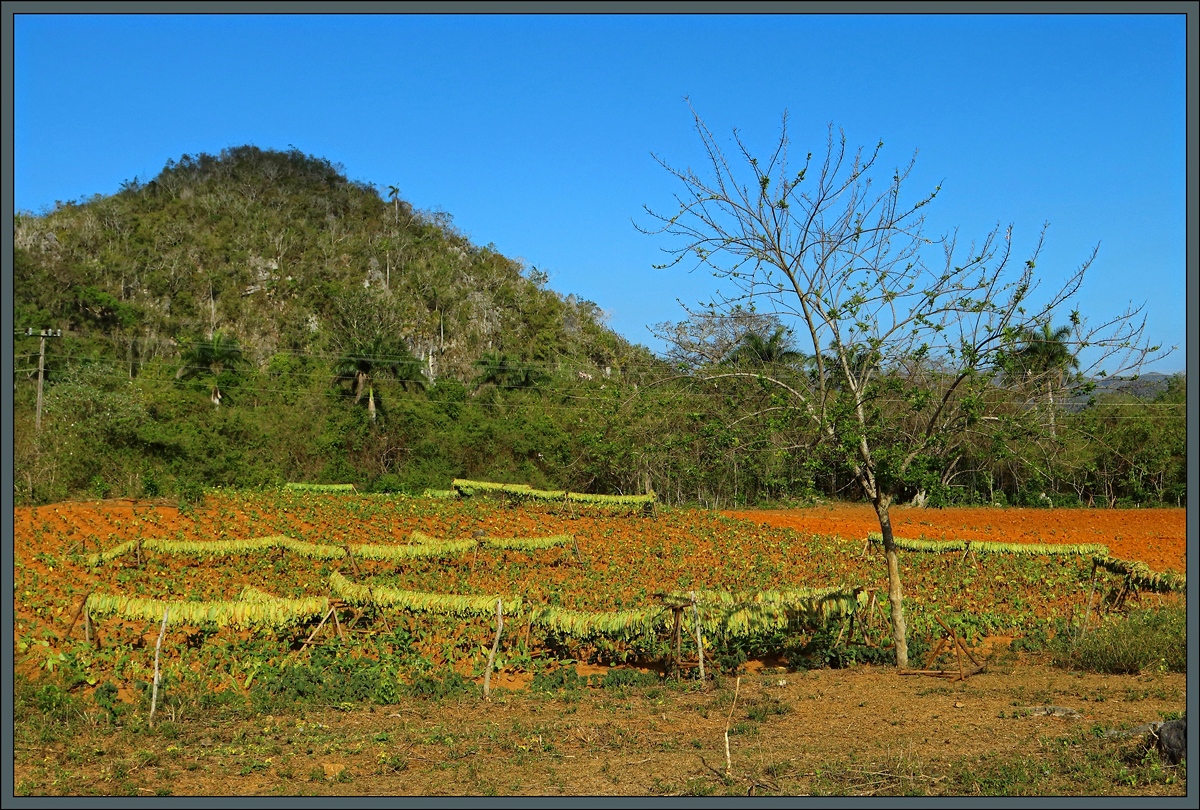 Tabak zählt zu den wichtigsten landwirtschaftlichen Produkten im Viñales-Tal. Auf den Stangen werden die Blätter getrocknet. (Viñales, 21.03.2017)