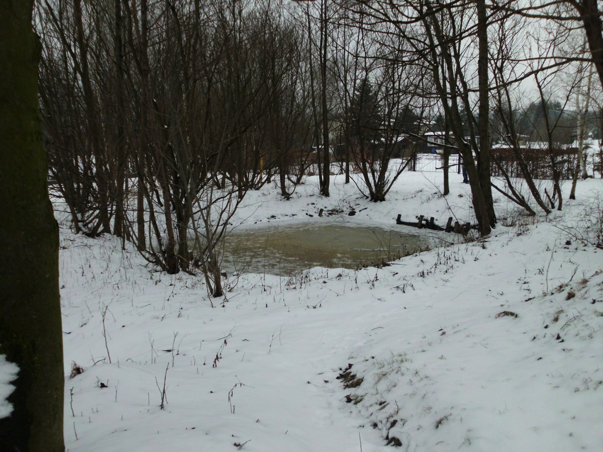 Teich in Olbersdorf am 16.02.2013
