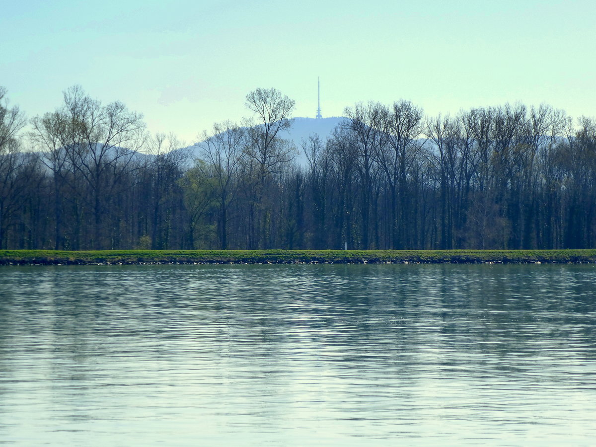 Teleblick vom Elser Ufer ber den Rhein zum 557m hohen Totenkopf, dem hchsten Berg des Kaiserstuhles, Mrz 2017