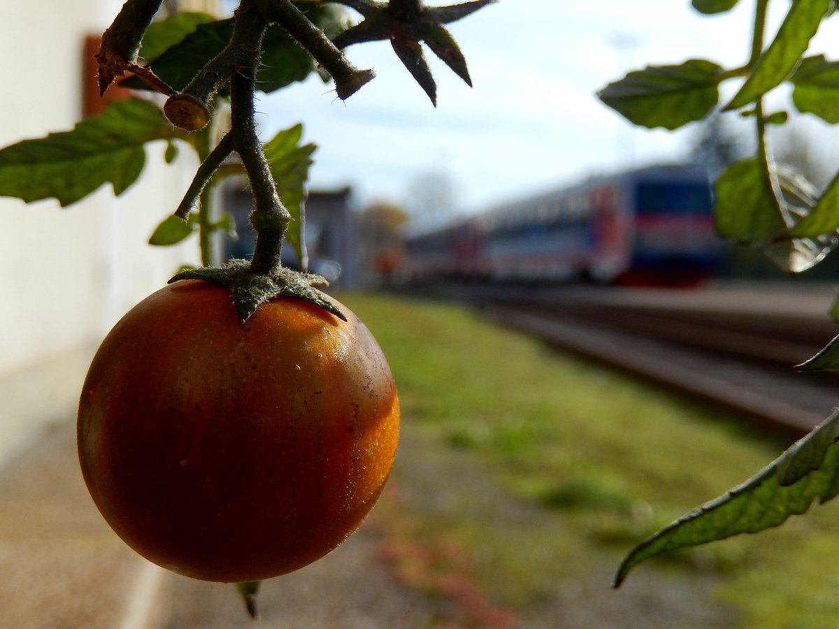 Tomate(Solanum lycopersicum)bzw. auch Paradeiser reift in den warmen Herbstagen am Bhf. Ried noch heran; 171104