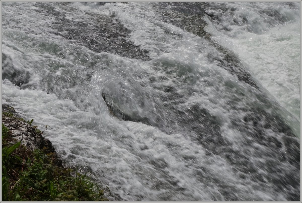 Tosend fliesst das Wasser die Steinfelsen am Rheinfall in Schaffhausen hinab.
(18.06.2016I