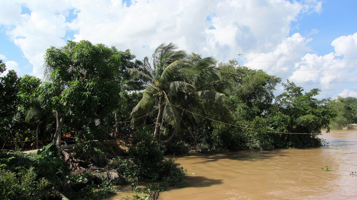 Tropische Vegetation am Mekong-Delta.(17.8.2013)
