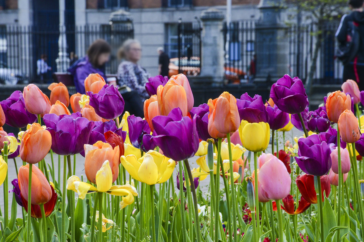 Tulpen vor St. Patrick's Cathedral in Dublin. Aunahme: 12. Mai 2018.